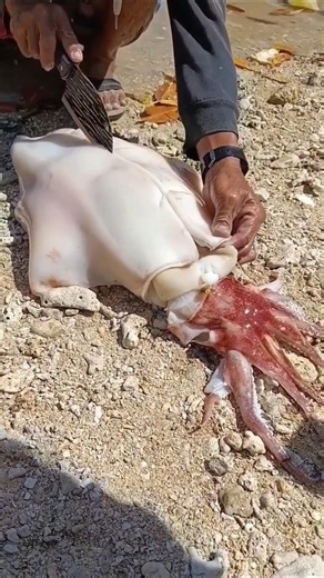 Giant Squid Cutting on Beach 😱🦑 | Amazing Sea Creature Discovery #shorts