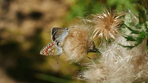 Moths Mate On Fluffy Flower: Video có sẵn (100% miễn phí bản quyền) 3555173841 | Shutterstock