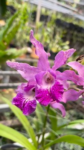 1.4K views · 68 reactions | Myrmecatavola Glos' Sintesa Exotica Registered by M. Natasaputra in 2021 ( RHS ) It's a cross of Brassocattleya Binosa × Myrmecophila tibicinis. #Cattelya #orchidlover #plantlover #gardening #tanaman #hoby #tanamanhias #anggrek | Leni March | Facebook