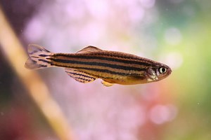 Caresheet: Zebra Danio | Danio rerio