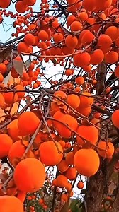 24 reactions | ဆောင်းဦးပိုင်းမလို့ အိစက်ပြီးချိုမြိန်နေတဲ့ တည်သီးခြောက် | Fruit-Myanmar | Facebook