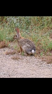 Conejo moving to the beat in the Conejo Valley. #Rabbit #bunny #conejovalley | Conejo Valley Guide