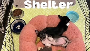 **ONLY 1 MORE HOUR! NTX GIVING DAY!** There is only one more hour to...