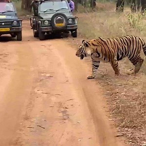 - At Magadhi zone, Bandhavgarh . . . #MPTHotelsandResorts #MadhyaPradesh #TigerStateofIndia #tiger #beast #tigers #bigcat #wildlife #wild #animals | MPT Hotels and Resorts