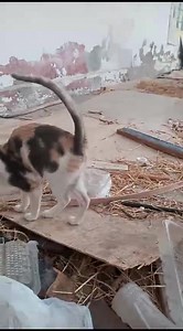 Gatitos en adopción responsable Comunícate a este número 984 595 439 , Sr. Beto Diaz Ellos viven en un almacén, que pronto será vendido y no sabemos a donde irán a parar, talvez los echen fuera ,es la madre y 4 crías , un amigo les da de comer cuando puede , por favor si deseas adoptar a uno. | Refugio Animal Chiclayo