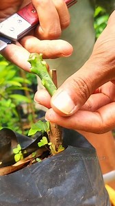 108K views · 632 reactions | Mango tree care | GardeningFruit | Facebook