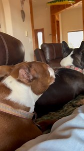 28K views · 1.9K reactions | I’ve decided that Skipper likes singing at funerals He sang with the organ at one of the Queen’s funerals in Scotland a couple of years ago, and then today he broke into song with the operatic version of Amazing Grace at Jimmy Carter’s funeral. He gets very solemn, and even Gilligan stood at attention when it started﫡狼 | The daily adventures of Gilligan & Skipper | Facebook