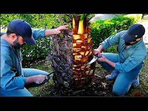 How to Prune a Palm Tree – Step-by-Step Clean Trunk Guide 🌴✂️#PalmGuide#TreeCarePro#CleanTrunk#diy