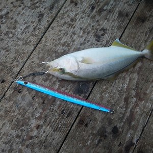 カンパチ釣り！泳がせ釣りで狙う方法と仕掛けの作り方をご紹介