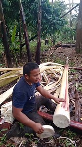 7K views · 46 reactions | Another cutting abaca fiber tree #abaca #farmers #reelsvideoシ | Remon Saludo | Facebook