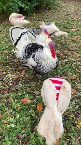 1.5K views · 24 reactions | Phelps, NY: Three female broad-breasted...