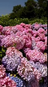 7.3K views · 208 reactions | NBC News' Peter Alexander caught up with VP Kamala Harris on the campaign trail and asked about the historic gender gap among the candidates. The latest NBC News poll shows men breaking for Trump and women breaking for Harris in record margins. | NBC Nightly News with Tom Llamas | Facebook