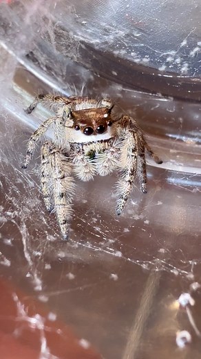 Soul vibes. #jumpingspider #petjumpingspider #jumpingspiders #phidippus #petspider #phidippusotiosus #phiddipusotiosus #canopyjumpingspider #canopyjumper | Thomas Reber