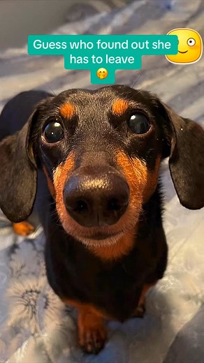 17 reactions | Auntie smarty pants doing da good Auntie now 來#charlieskingdom20 #fbreels #viral #fypシ #fyp #love #foryou #trending | Lily Murphy | Facebook