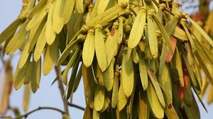 Fraxinus Velutina Tree Seeds Stock Footage Video (100% Royalty-free) 1088736695 | Shutterstock