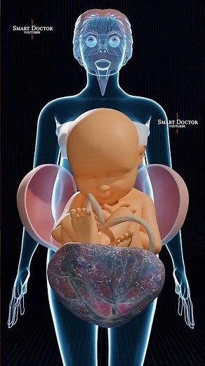 Fetal Position Explained | 3D Animation for Pregnancy Education .