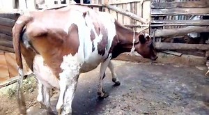 SOLD OFF!!! AYRSHIRE LOVERS here's one for you! She's only 3 weeks fresh into her lactation now. She had calved down to a bull and was given out at a week old. She's currently avarageling 26-28kgs of milk per day. Looking for a new owner for her. Going for 165k. Buzz me and she's yours. THE COW MAN 0720293112 | The COW MAN - Patrick Ruto