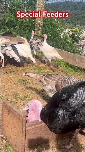 Special DIY Turkey feeders #turkeyfarming #birds #trending