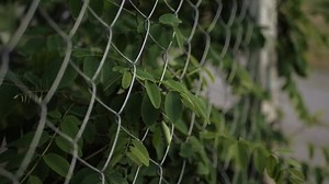 Green Leaves Acacia Tree Growing Through: стоковое видео (без лицензионных платежей), 1090872631 | Shutterstock