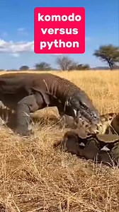2.9K reactions · 40 shares | Ancient strength meets the python—Komodo emerges victorious #reels #snake #animals #ai | Inot Counter Attack | Facebook