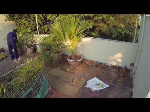 Sabal Mexicana Palm Planting_yr2013
