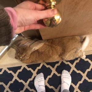 It takes a lot to get this big boy to move. . . . Cocoa Puff is our 17 month old, 18lbs, Continental Giant rabbit who is litter box trained and lives in our home cage free. For more fun follow ➡️ Cocoa Puff The Giant Rabbit . . . If you are concerned regarding how we care for Cocoa Puff please DM. Positive vibes only please. . . . #petvideo #petvideos #instabunny #rabbit #bunny #familypet #pets #petstagram #rabbitstagram #bunnygram #animals #petsofinstagram #bunnyoftheday #animalsinfluence #rabb