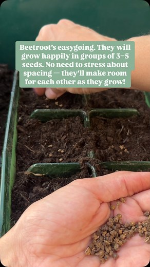 Beetroot is easy to start in pots — just sow 3–5 seeds together. They’re naturally multi-germ, so they’ll grow happily close and sort themselves out as they develop. Once established, transplant them to your garden or larger containers. No thinning needed! Perfect for small-space gardening. #beetroot #growyourown #kitchengarden #gardentips #beginnergardener #vegetablegardening #springgardening #homegrownveg #allotment #allotmentlife #gardentips #gardening4pleasure #gardenersofinstagram | GardenW