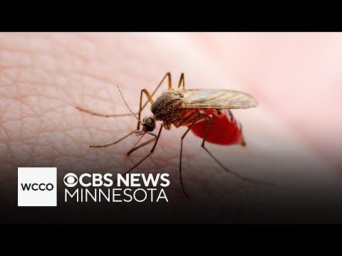 Recent rain leading to more mosquitos
