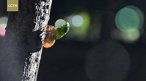 What do cicadas have to go through before we hear their chirping? On May 4, a photographer in Zhongshan City, south China's Guangdong Province, filmed the whole process of a cicada molting. It shed its old brown color skin and showed up in a bright green "outfit," as if it was readying to join the chorus in summer. For more: https://news.cgtn.com/news/2023-05-06/-Start-of-Summer-Cicada-changes-to-a-new-outfit-to-welcome-Lixia-1jA9LkSZVEQ/index.html | CGTN Nature