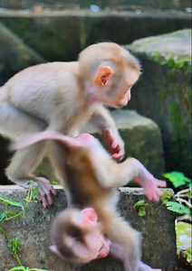 15K views · 1.2K reactions | Monkey Luci is trying to take care baby monkey Leo by hard when monkey Libby leave him alone and sister Rainbow is not come yet... | Jane Family | Facebook