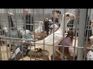 National exhibition of purebred pigeons Kielce 2025📢📢 I invite you to watch the film 👍👏👏