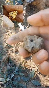 159K views · 1.3K reactions | Gold nuggets in unexpected ground. #metaldetecting #goldnuggets #vanquish540 | GO finder | Facebook
