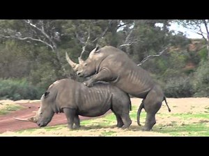 It takes 2 ? ? ? Werribee Open Range Zoo Rhino Love