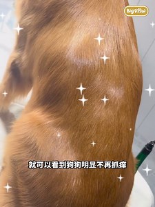 3.3K reactions · 127 shares | 妈呀! #14天狗狗不痒了! 比西药还厉害 #喂2粒罢了 不用去Clinic,...