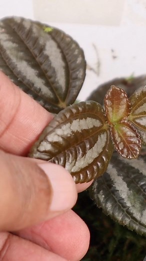 Pilea Involucrata for closed terrariums #terrariums #terrariumplants #friendshipplant #pileainvolucrata #reelsfb | The Urban Nemophilist