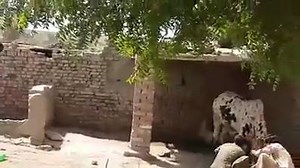 3.5K views · 18 shares | DANGEROUS BULL UPLOADING SHUKAR HAI KISI KO MARA NAHI KHATARNAK BULL HAI BHAAG GAYA | The Best Shopping | Facebook