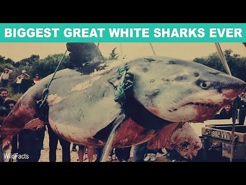 10 Biggest Great White Sharks Ever Recorded
