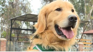 15K views · 16 shares |  ¿Pueden perros entrenados detectar si una persona tiene coronavirus por su sudor? Un estudio dice que sí. | Univision Noticias | Facebook