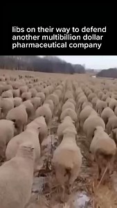 How will Trump ever recover from pregnant women chugging Tylenol? | Daily Wire