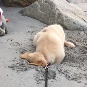 Me hiding from my problems like... 😂 | Go Fetch