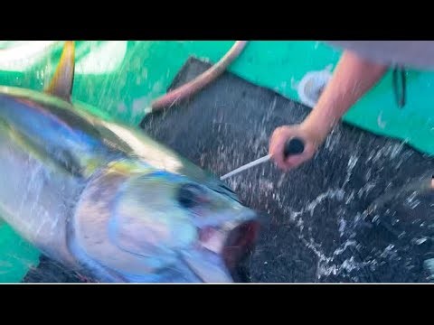 Bleeding, pithing and wiring tuna