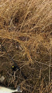 #walleyefishing #walleyeseason #maumeeriver | Drew Duke