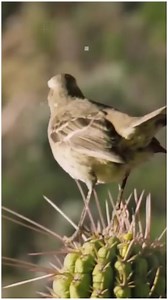 159 reactions · 115 shares | आखिर क्यों Mockingbird Cactus के ऊपर करती है poop  #reels #facts #trendigreels #viralfacts #amazingfacts | FactzBoy | Facebook