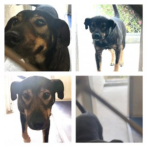 🎉 UPDATE: WOO-HOO!!! ADOPTED 🐾 - located in Rural Nueces County Shelter in South Texas! -🆘 COUNTDOWN: need interest shown NOW!! 🆘 Hellooooo…I’m LOLA ! 41 pounds of adorable, lovey dovey terrier mix - who’s days are numbered. Lola is a hoot ! A real doll baby ! - Lola was impounded March 7th and will be available for adoption or rescue March 13th. If not adopted or chosen by a 501-c-3 rescue she will, unfortunately, be euthanized. Those are the only three options for animals at high volume in