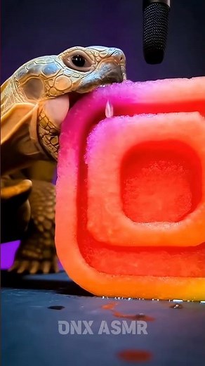 ASMR Turtle vs Instagram Watermelon (AI)🐢🍉