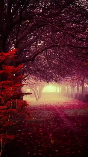 Exploring Autumn Landscapes: Trees and Leaves