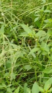 Did you know weeds sequester carbon! Yes, weeds can sequester carbon, although the amount and duration of carbon sequestration varies depending on the weed species, growth conditions, and management practices. Weeds can store carbon in their biomass and soil organic matter and have nitrogen fixing abilities. It is also to be noted that grasses sequester carbon more than the trees. The weeds reflect the soil health and plays vital role in understanding imbalance of the soil nutrition, they aid in