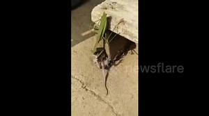 Praying mantis attacks rat