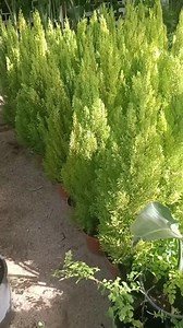 Cupressus Goldcrest Wilma Sapin citronnelle ⭕Pot 20*18 cm ⬆️Hauteur 1m10 avec le pot ❎Prix 90 dt 📌 Adresse 9 rue khedija Bent khouiled menzah 6 ☎️Contact 29 542 942 🚚Livraison gratuite sur le grand Tunis 🇹🇳 . . . #cupressusgoldcrestwilma #plants #plantenaturelle #plantmakepeoplehappy #lovelyplant #plantaddict #gardening #plantlover #plantinstagram #instaplant #plantpowered #jungleplants #decoration #lesvertstunisie | Les Verts Tunisie