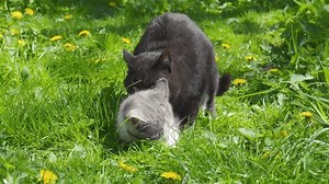 gatos acasalando na grama, gatos fazendo: vídeo stock (100% livre de direitos) 3793239451 | Shutterstock